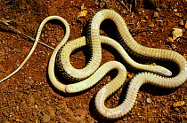Western whipsnake (Hierophis /Coluber viridiflavus) on ground, with white underside showing. France, Europe. Controlled conditions.