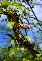 Western whipsnake (Hierophis /Coluber viridiflavus) climbing in branches of a tree. France, Europe. Controlled conditions.