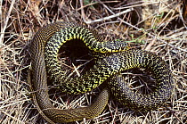 Western whipsnake (Hierophis /Coluber viridiflavus) coiled up on dead grass. France, Europe. Controlled conditions.