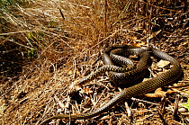 Western whipsnake (Hierophis / Coluber viridiflavus)  on ground, in long grass. France, Europe. Controlled conditions.
