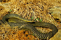 Western whipsnake (Hierophis / Coluber viridiflavus)  on ground, folded back on itself, France, Europe. Controlled conditions.