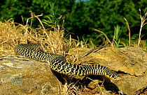 Western whipsnake (Hierophis / Coluber viridiflavus)  moving along ground, towards camera. France, Europe. Controlled conditions.
