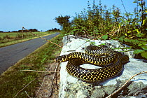 Western whipsnake (Hierophis /Coluber viridiflavus) on wall by the side of a road. France, Europe. Controlled conditions.