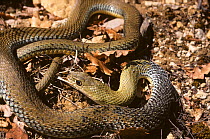 Montpellier snake (Malpolon monspessulanus) close up, on rough ground. Morocco. Controlled conditions.