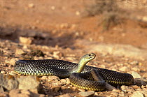 Montpellier snake (Malpolon monspessulanus) exposed in desert landscape, with head raised. Morocco. Controlled conditions.