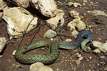 Montpellier snake (Malpolon monspessulanus) moving amongst rocks. Morocco. Controlled conditions.