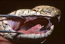 Montpellier snake (Malpolon monspessulanus) close up, with jaw open using metal instrument, to show venomous fangs. Captive, Morocco.