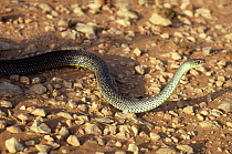 Montpellier snake (Malpolon monspessulanus) moving through desert environment, with head raised. Morocco. Controlled conditions.