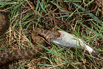 Viperine snake (Natrix maura)  swallowing a fish. France, Europe. Controlled conditions.