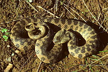 Viperine snake (Natrix maura) coiled up. France, Europe. Controlled conditions.