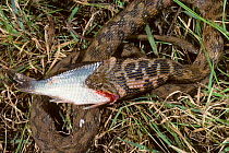 Viperine snake (Natrix maura) close up, swallowing a fish.  France, Europe. Controlled conditions.