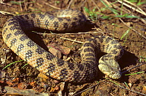 Viperine snake (Natrix maura) on the move, over muddy ground.  France, Europe. Controlled conditions.