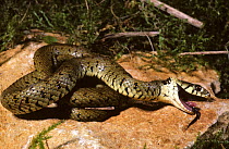European grass snake (Natrix natrix) feigning death, defensive behaviour. France, Europe. Controlled conditions.