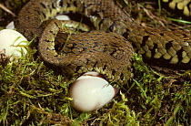 European grass snake (Natrix natrix) close-up of female in the process of laying eggs.  France, Europe. Controlled conditions..