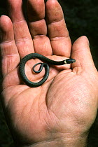 European grass snake (Natrix natrix) newly hatched /  born held in hand. France, Europe. Controlled conditions.
