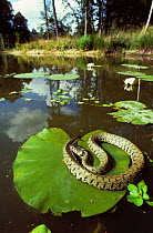 European grass snake (Natrix natrix) basking on a Lily pad, on pond. France, Europe. Controlled conditions.