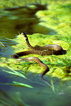 European grass snake (Natrix natrix) at rest on pond weed, at waters edge. France, Europe. Controlled conditions.