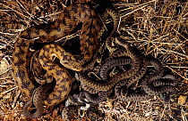Asp viper (Vipera aspis) female with nest of hatched young. France, Europe. Controlled conditions.