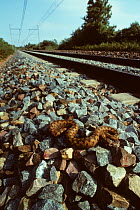 Asp viper (Vipera aspis) basking on a railway line.  France, Europe. Controlled conditions.