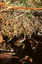 Asp viper (Vipera aspis) basking on awakening from hibernation, hidden amongst dead leaves.  France, Europe. Controlled conditions.