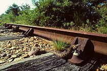 Asp viper (Vipera aspis) moving over the sleepers of a railway track. France, Europe. Controlled conditions.