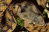 Asp viper (Vipera aspis) head portrait from above.  France, Europe. Controlled conditions.