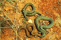 Three Asp vipers (Vipera aspis) on red earth, each a different colour morph. France, Europe. Controlled conditions.
