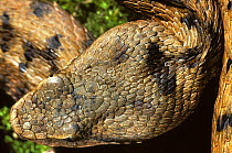 Asp viper (Vipera aspis) head portrait from above.  France, Europe. Controlled conditions.