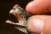 Asp viper (Vipera aspis) with head held in hand, and mouth open to show venomous fangs. France, Europe. Controlled conditions.