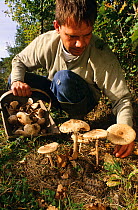 Man picking mushrooms with Asp viper (Vipera aspis) nearby, France, Europe. Controlled conditions.