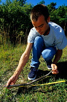 Asp viper (Vipera aspis) captured, being measured by a researcher. France, Europe.