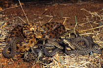 Asp viper (Vipera aspis) female with newborn young. France, Europe. Controlled conditions.