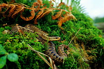 Common / Cross adder (Vipera berus) female emerging from ground cover, with tongue exposed. Finland, Scandinavia. Controlled conditions.
