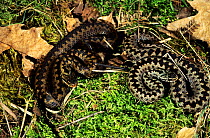 Common / Cross adder (Vipera berus) male and female together, coiled on moss. Finland, Scandinavia. Controlled conditions.