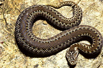 Baskian viper / Iberian cross adder (Vipera seoanei) from above on a stone surface. France, Europe. Controlled conditions
