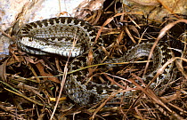 French Meadow Viper (Viera ursinii wettsteini) coiled in dead grass. France, Europe. Controlled conditions
