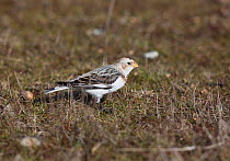 Male Snow bunting (Plectrophenax nivalis) in winter plumage, foraging in short grass, UK