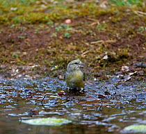 Female Red Crossbill (Loxia curvirostra) drinking from woodland pool, UK