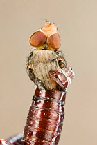 Bluebottle fly (Calliphora erythrocephala) hatching from cocoon, Germany