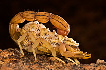 Desert scorpion (Parabuthus sp) carrying young on back, Southern Africa