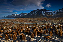 King penguin colony (Aptenodytes patagonicus) with many one year old chicks, St Andrews Bay, South Georgia Island, Southern Ocean, Antarctic Convergence