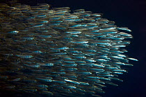 Shoal of Pacific / South african sardines (Sardinops sagax) Monterey Bay Aquarium,  USA