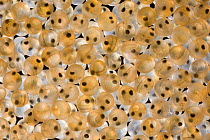 Mass of Sea trout (Salmo trutta trutta) eggs, with embryos visible, Europe.
