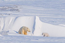 Polar bear (Ursus maritimus) sow with spring cub, newly emerged from their den in late winter, Arctic coast, Alaska, USA