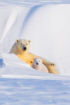 Portrait of Polar bear (Ursus maritimus) sow with spring cub, newly emerged from their den in late winter, Arctic coast, Alaska, USA