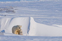 Polar bear (Ursus maritimus) sow with spring cub, newly emerged from their den in late winter, Arctic coast, Alaska, USA