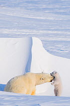 Polar bear (Ursus maritimus) sow plays with her spring cub outside their den in late winter, Alaska