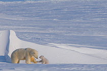 Polar bear (Ursus maritimus) sow plays with her spring cub outside their den in late winter, Alaska