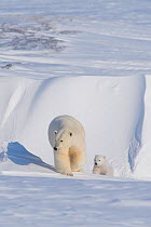 Polar bear (Ursus maritimus) sow  walking over snow with her spring cub outside their den in late winter, Alaska