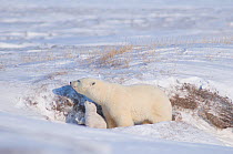 Polar bear (Ursus maritimus) sow with cub drinking ice crystals  formed on top of the snow, outside their den in winter, Arctic coast of Alaska